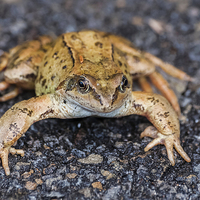 Buy canvas prints of  Marsh Frog 2 by Steve Purnell