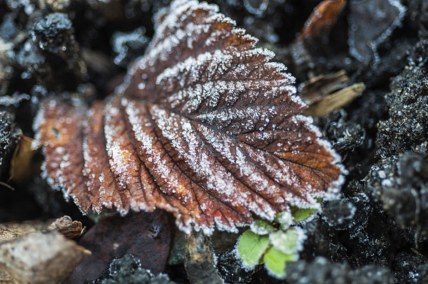 Frosty Leaf Picture Board by Steve Purnell