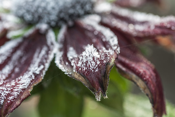 Frosty Rudbeckia Picture Board by Steve Purnell