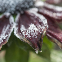 Buy canvas prints of Frosty Rudbeckia by Steve Purnell