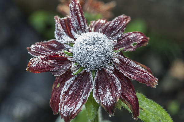 Rudbeckia First Frost Picture Board by Steve Purnell