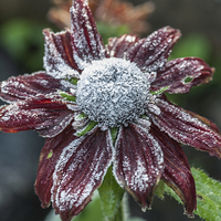 Buy canvas prints of Rudbeckia First Frost by Steve Purnell