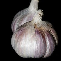 Buy canvas prints of Garlic by Steve Purnell