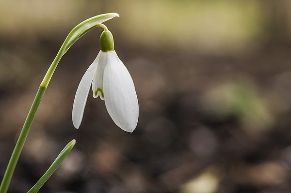 Lone Snowdrop Picture Board by Steve Purnell
