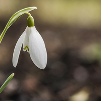 Buy canvas prints of Lone Snowdrop by Steve Purnell