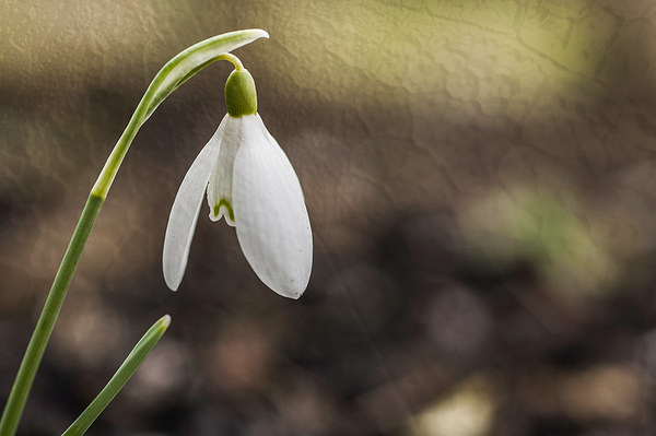 Lone Snowdrop With Texture Picture Board by Steve Purnell