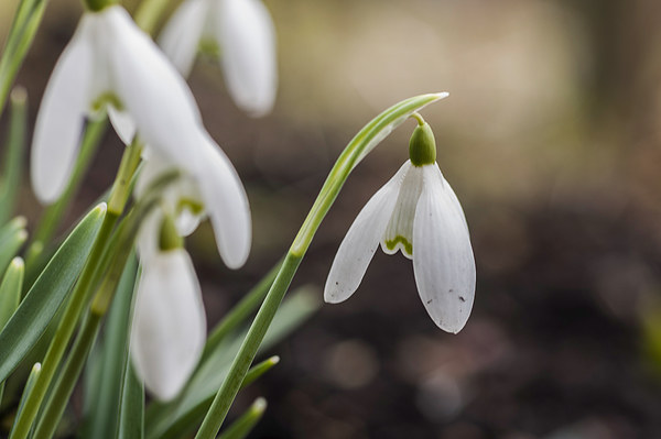 Snowdrops Picture Board by Steve Purnell