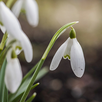 Buy canvas prints of Snowdrops by Steve Purnell