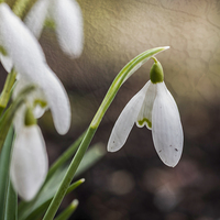 Buy canvas prints of Snowdrops with Texture by Steve Purnell
