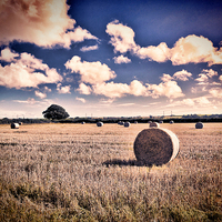 Buy canvas prints of Baled Out by Steve Purnell