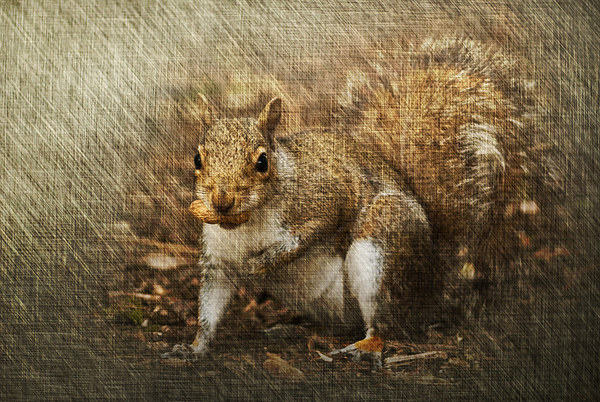 Grey Squirrel Picture Board by Steve Purnell