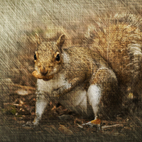 Buy canvas prints of Grey Squirrel by Steve Purnell