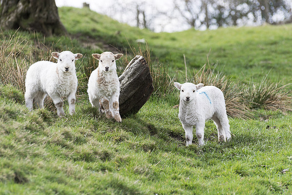 Three Little Lambs Picture Board by Steve Purnell