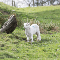 Buy canvas prints of Spring Lamb by Steve Purnell