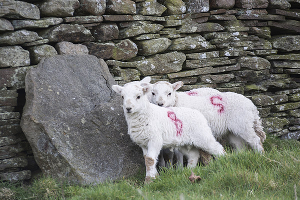 Spring Lambs 1 Picture Board by Steve Purnell