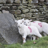 Buy canvas prints of Spring Lambs 1 by Steve Purnell