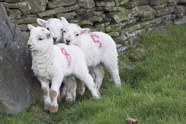 Spring Lambs 2 Picture Board by Steve Purnell