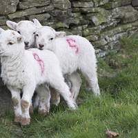 Buy canvas prints of Spring Lambs 2 by Steve Purnell