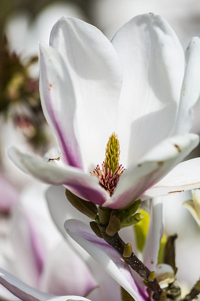 Magnificent Magnolia Picture Board by Steve Purnell