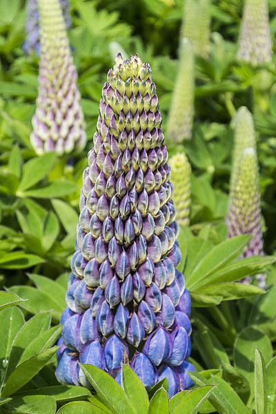 Blue Lupin Picture Board by Steve Purnell