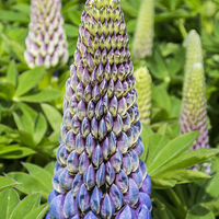 Buy canvas prints of Blue Lupin by Steve Purnell
