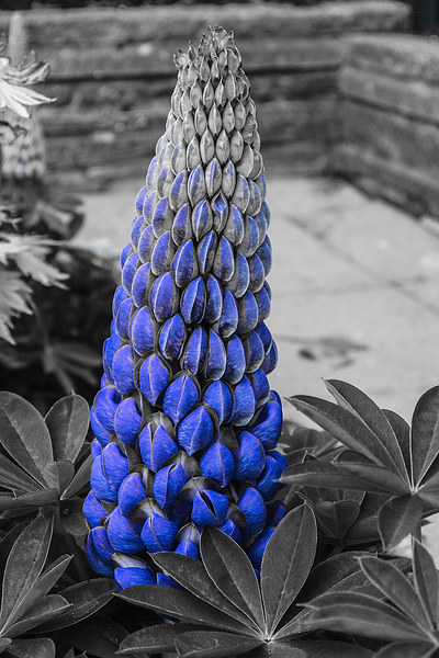 Blue Lupin Colour Pop Picture Board by Steve Purnell