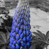 Buy canvas prints of Blue Lupin Colour Pop by Steve Purnell