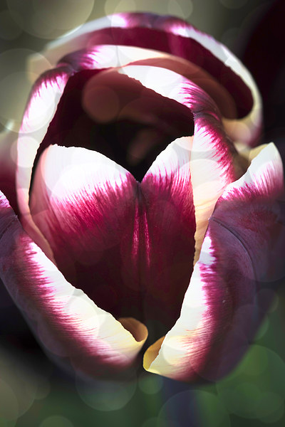 Dreamy Tulip Picture Board by Steve Purnell