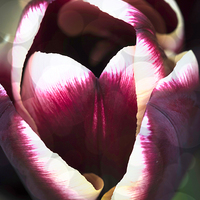 Buy canvas prints of Dreamy Tulip by Steve Purnell