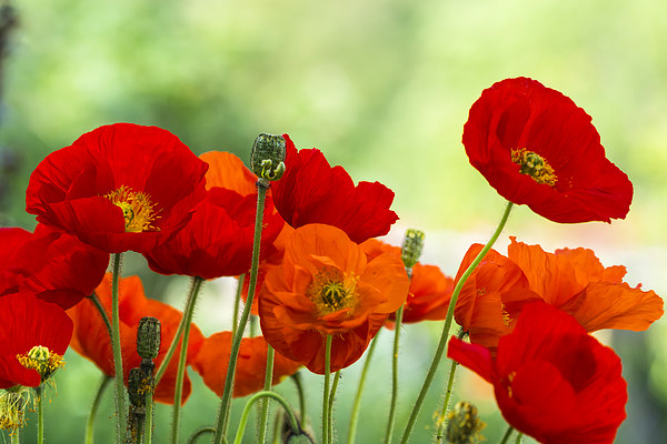 Poppy Display Picture Board by Steve Purnell