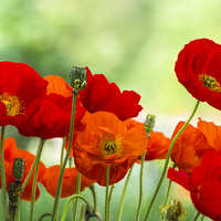 Buy canvas prints of Poppy Display by Steve Purnell