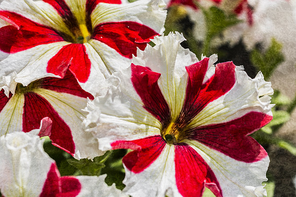 Red And White Petunia Picture Board by Steve Purnell