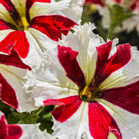 Buy canvas prints of Red And White Petunia by Steve Purnell