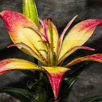 Buy canvas prints of Red And Yellow Lily by Steve Purnell