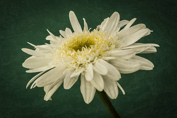 Leucanthemum Highland White Dream 1 Picture Board by Steve Purnell