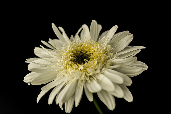 Leucanthemum Highland White Dream 3 Picture Board by Steve Purnell
