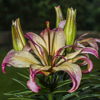Buy canvas prints of Lily In The Rain by Steve Purnell