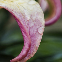 Buy canvas prints of Lily Petal by Steve Purnell