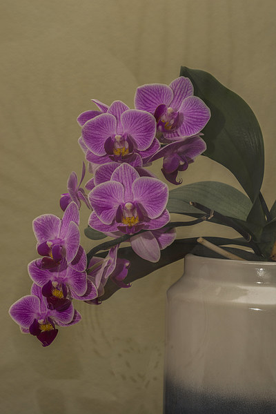 Orchid Orchidaceae Picture Board by Steve Purnell