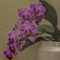 Buy canvas prints of Orchid Orchidaceae by Steve Purnell