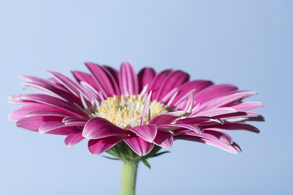 Pink Gerbera On Blue Picture Board by Steve Purnell