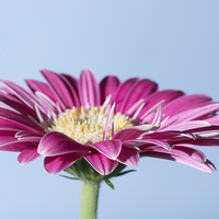 Buy canvas prints of Pink Gerbera On Blue by Steve Purnell