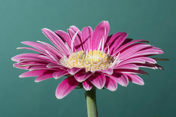 Pink Gerbera On Green Picture Board by Steve Purnell