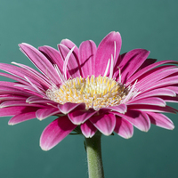 Buy canvas prints of Pink Gerbera On Green by Steve Purnell