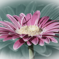 Buy canvas prints of Pink Gerbera Dream by Steve Purnell