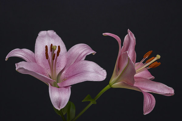 Pink Lilies 1 Picture Board by Steve Purnell