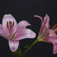 Buy canvas prints of Pink Lilies 1 by Steve Purnell