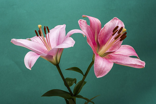 Pink Lilies 2 Picture Board by Steve Purnell