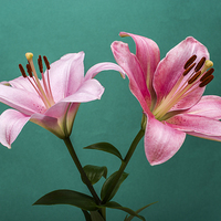 Buy canvas prints of Pink Lilies 2 by Steve Purnell