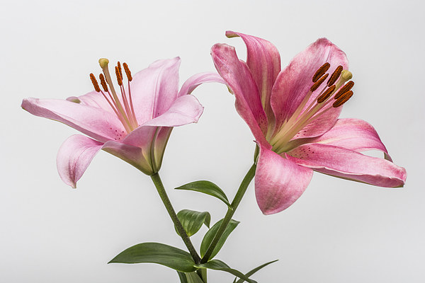 Pink Lilies 3 Picture Board by Steve Purnell